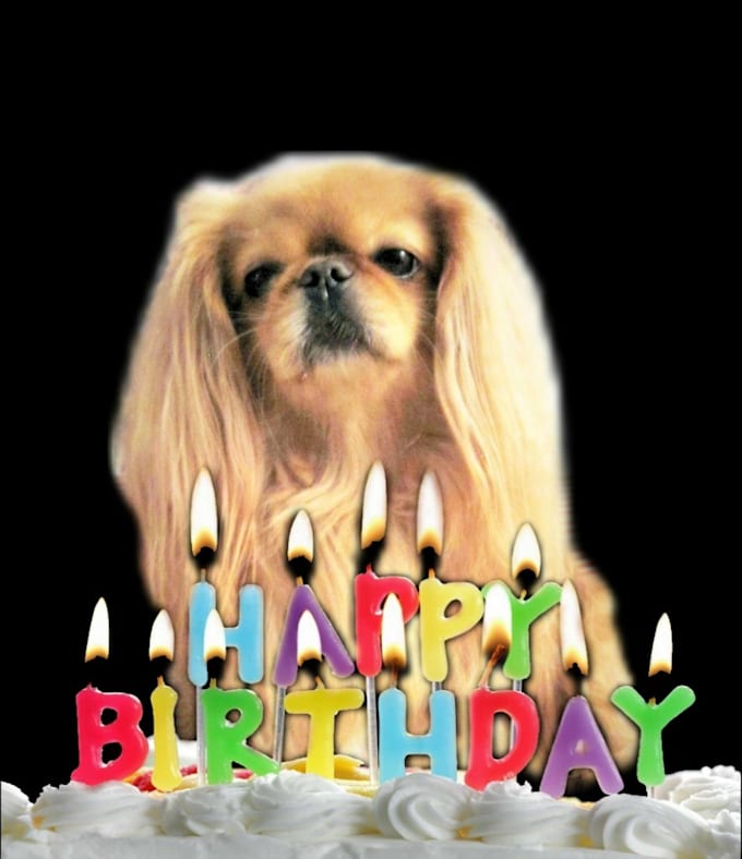 Make a happy birthday dog or cat singing video by Gooberella Fiverr