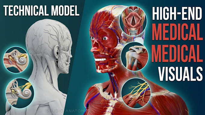 do professional 3d medical animation and human anatomy