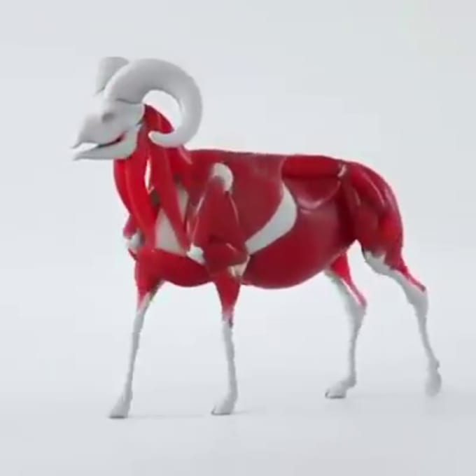 Rigg 3d animal model,3d animal design 3d animal character 3d animal ...