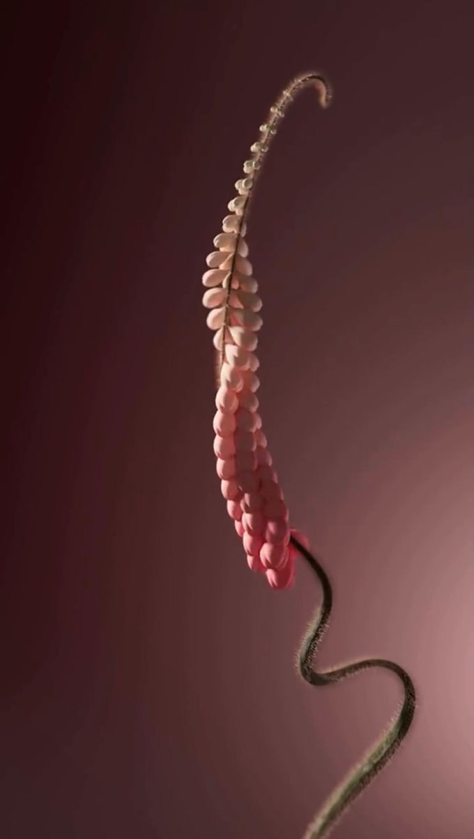 do 3d plant animation 3d flower animation flower animation plant and flower wave