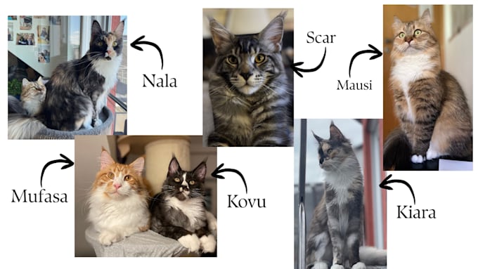 create ugc video ads in german with cats