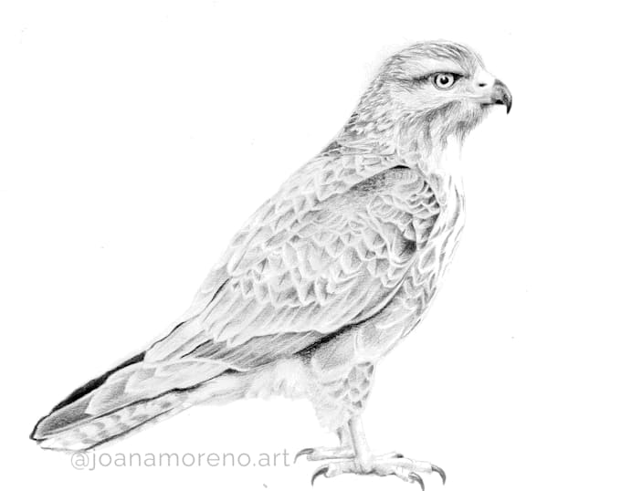 draw realistic illustrations of animals and nature