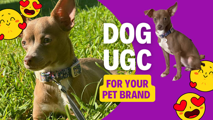 create small breed dog ugc video ads for your pet brand