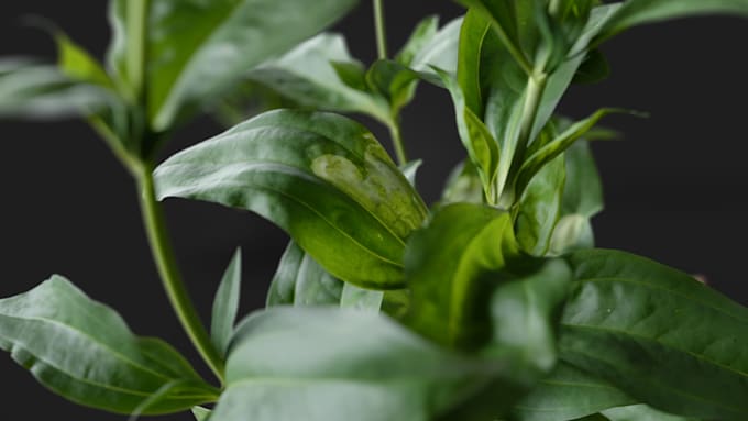do 3d flower animation, 3d flower design, 3d plant animation, 3d cgi animation