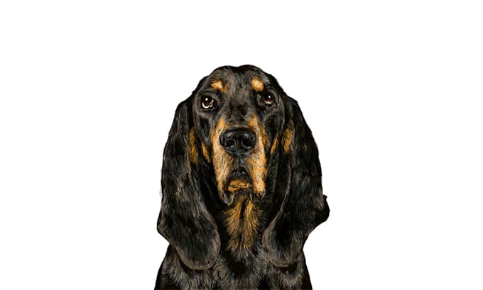 draw dogs illustration for you