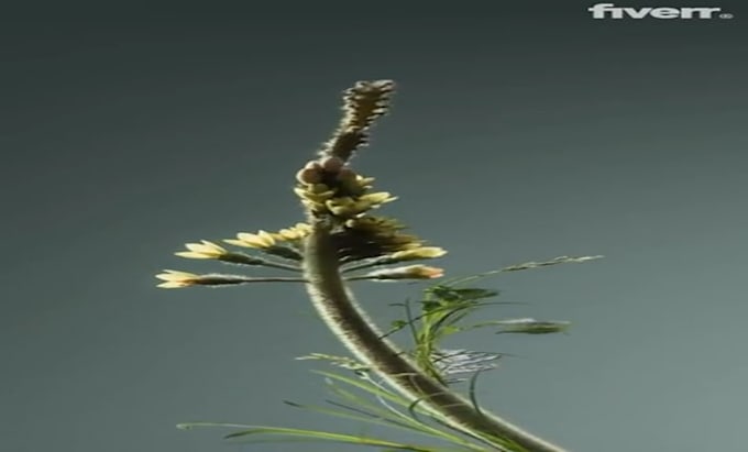 realistic 3d plant animation 3d flower animation 3d cgi animation 3d plant