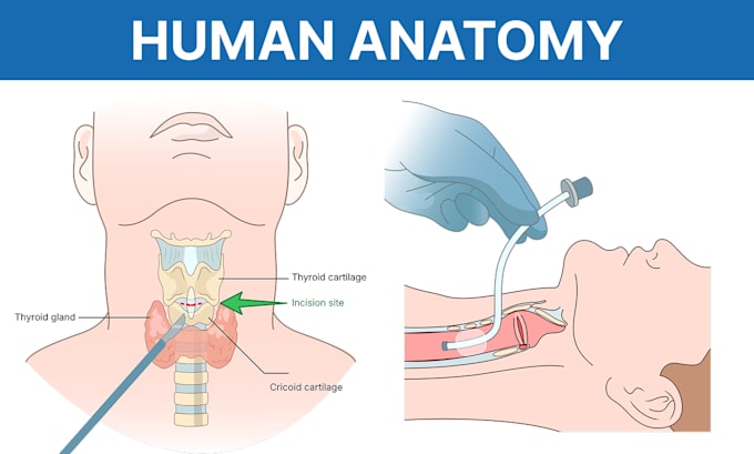 draw human anatomy illustrations for medical education and textbooks