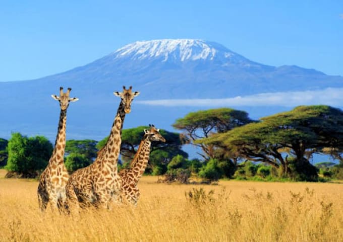 help plan your unforgettable safari tour to kenya