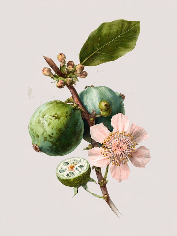paint watercolour botanical illustrations