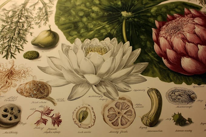 paint botanical and scientific illustrations