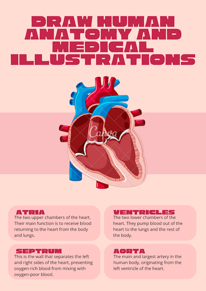 help draw human anatomy and medical illustrations
