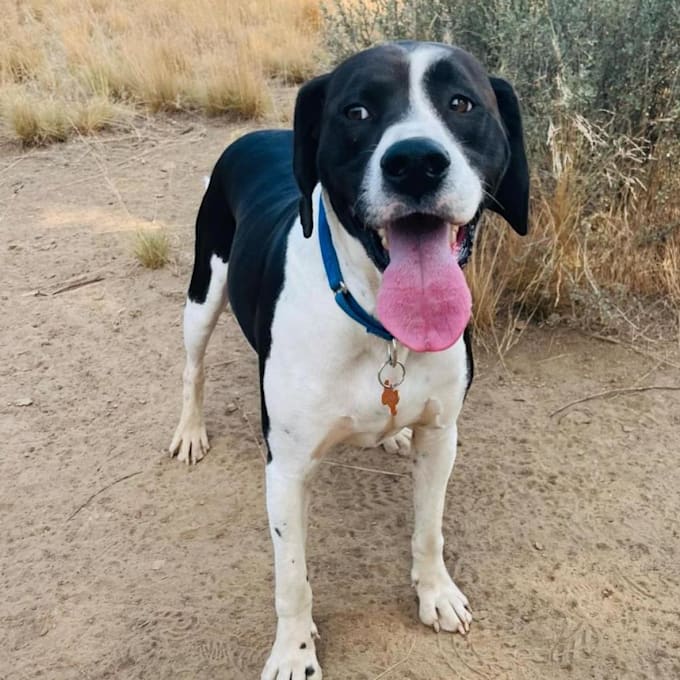 create a dog ugc video with the coolest big dog ever