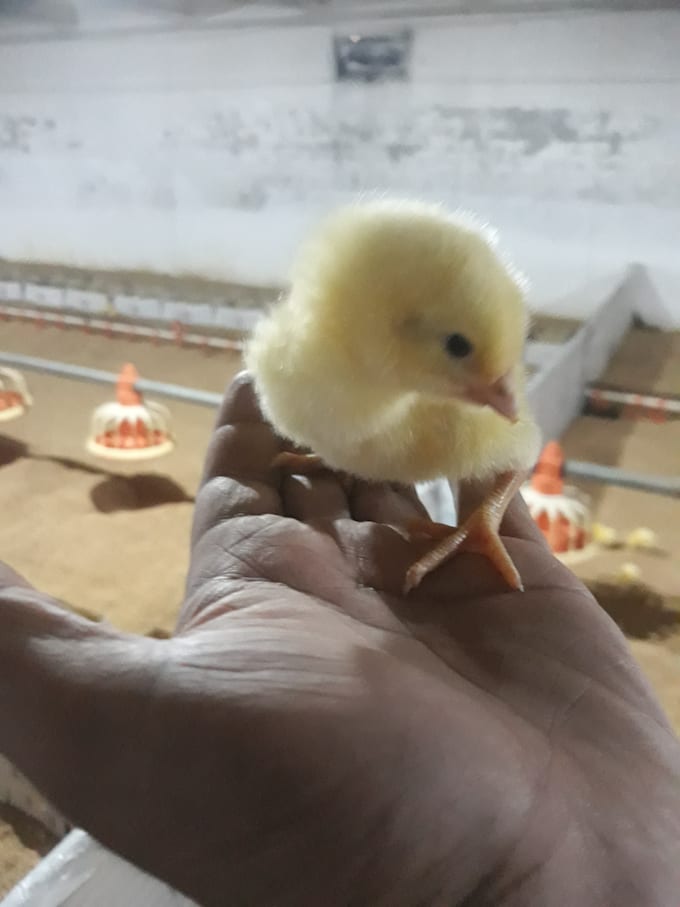 your poultry farm management and record keeping