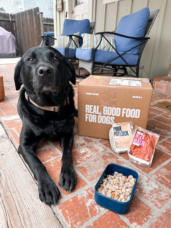 create your ugc dog content