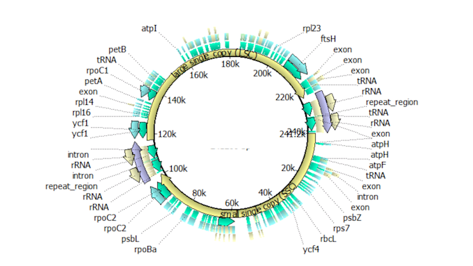 assemble your chloroplast genome from whole genome sequencing short reads