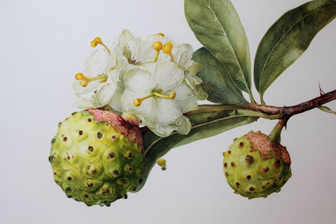 draw realistic scientific botanical illustration