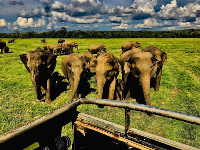 plan your tour and transportation all around sri lanka