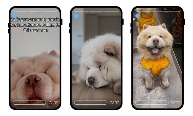 create ugc for pet products with my big dog