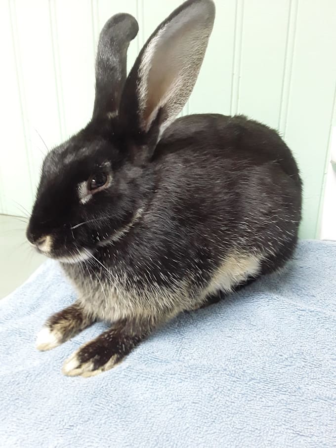 provide expert advice for your rabbit