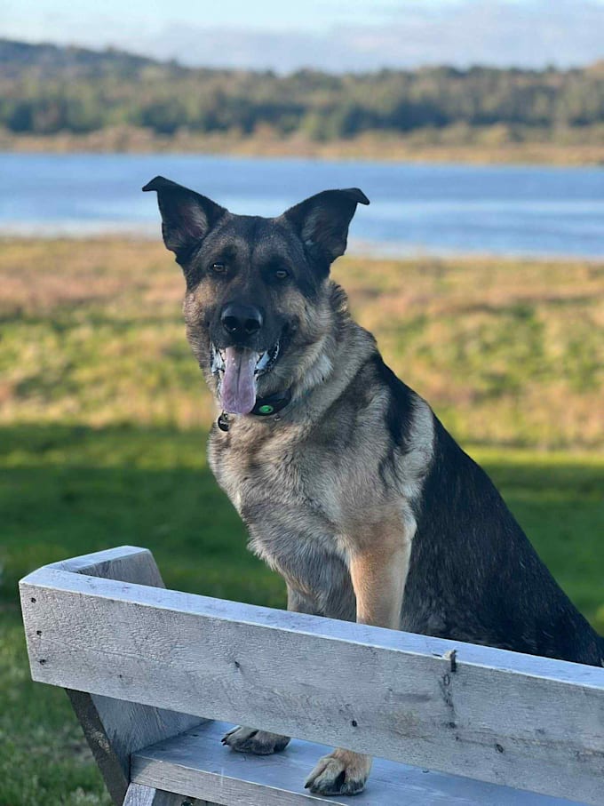 create ugc product photography with my dog
