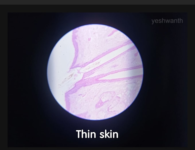 be providing histology slides for medical students