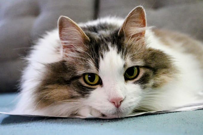 create charming and authentic content with my three cats