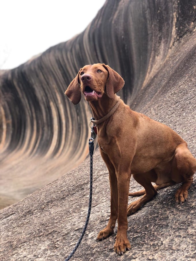 create fun aesthetic ugc videos for pet products
