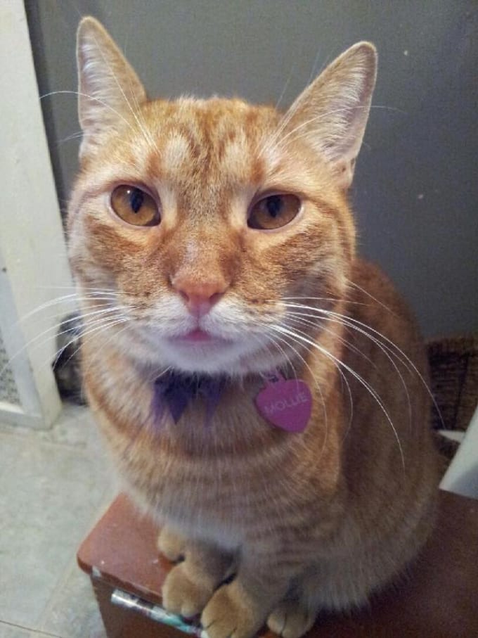 Create Epic Names For Your Cats And Other Pets By Wilshakespeare