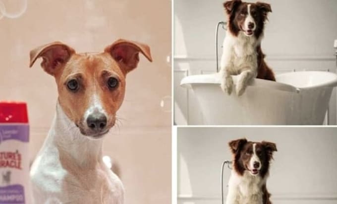 formulate pet care products formula naturally and uniquely