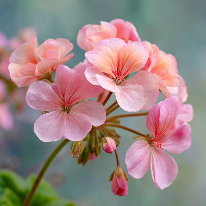craft a beautiful botanical or floral illustration