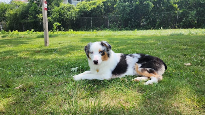 create dog ugc video ads for your pet product or service