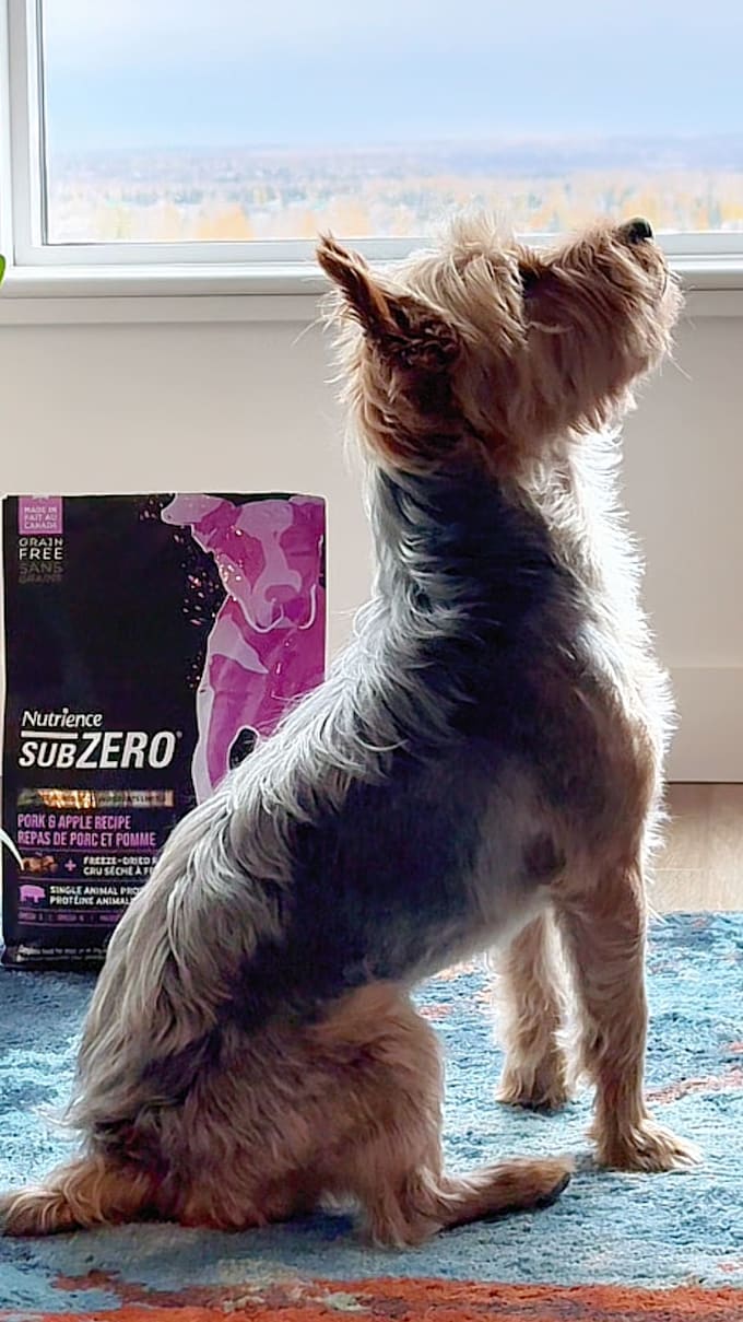 create ugc pet videos featuring my dog for brands