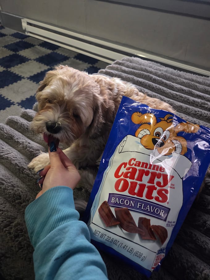 make cute and converting pet ugc content