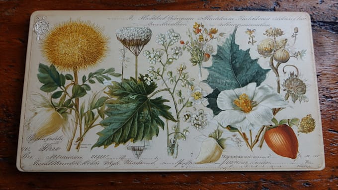 create a beautiful vintage botanical illustration poster