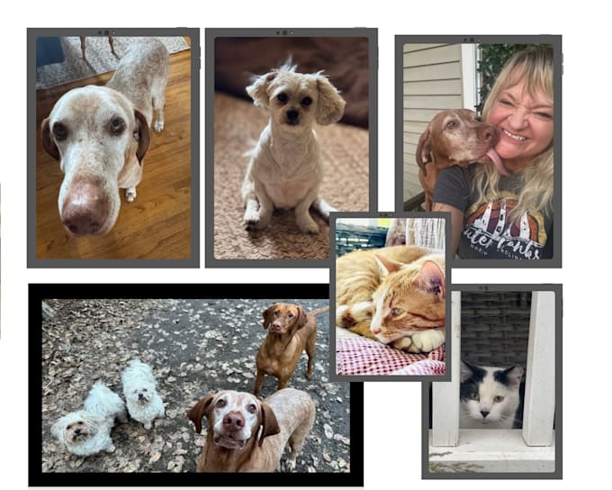 create pet ugc content for cats and dogs