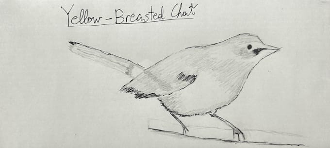 draw you a bird