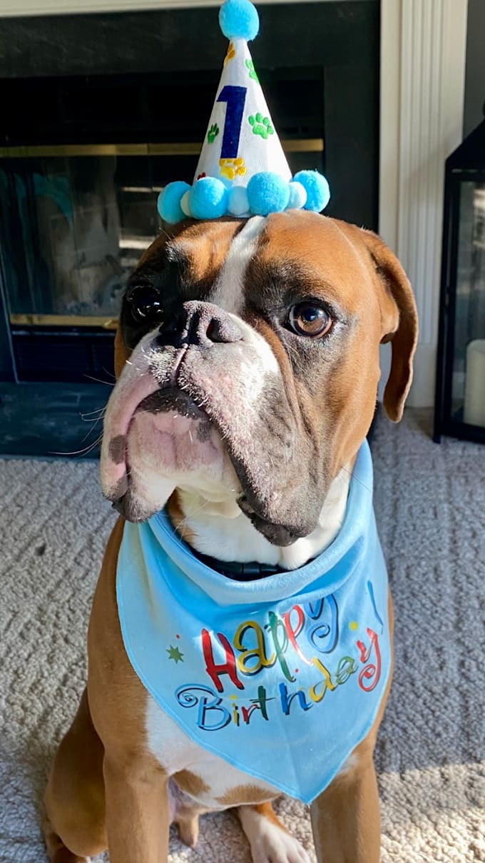 create authentic dog ugc videos for your pet products