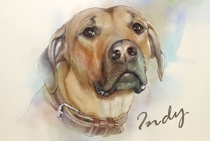Draw Realistic Art Portrait Of Your Cat Dog Or Any Pets By Fantuzura The dog basically came from the canidae family and is considered to be the man's pet and best friend. draw realistic art portrait of your cat