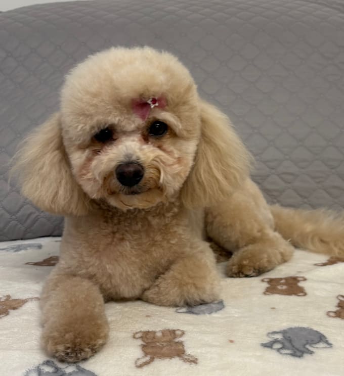 create authentic and natural video for pet brands