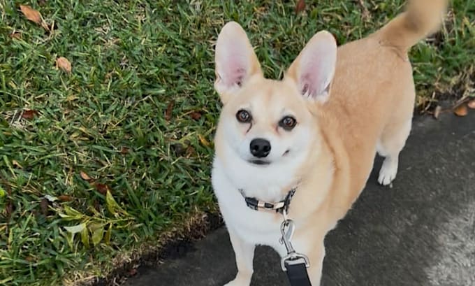 make pet videos for you