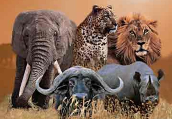 Пятерка африки. Большая пятерка Африки сафари. Слон буйвол носорог Лев леопард. Африканская пятерка животных. Большая пятерка животных Африки.