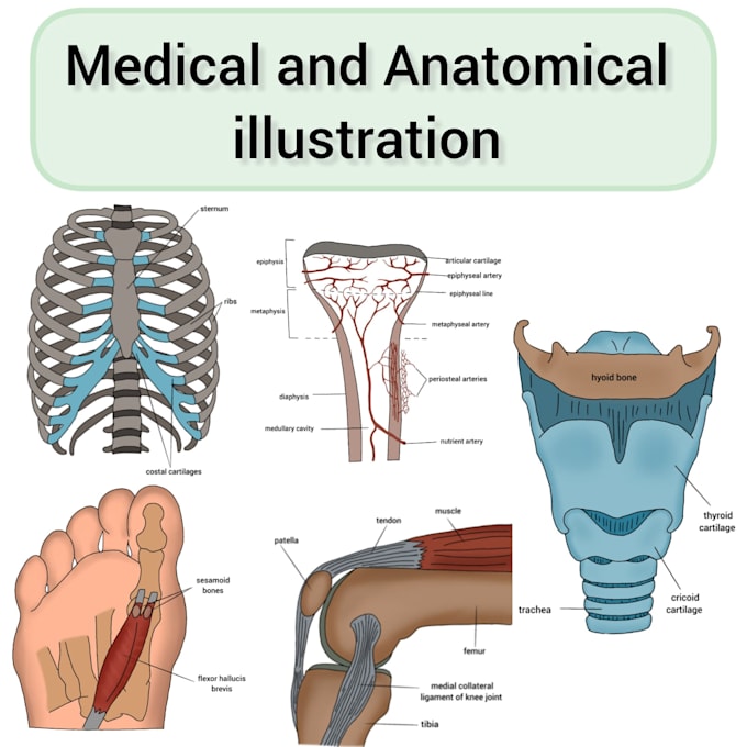 do anatomy and medical illustration