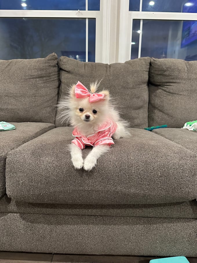 create high converting pet ugc video ads for dog and cat brands
