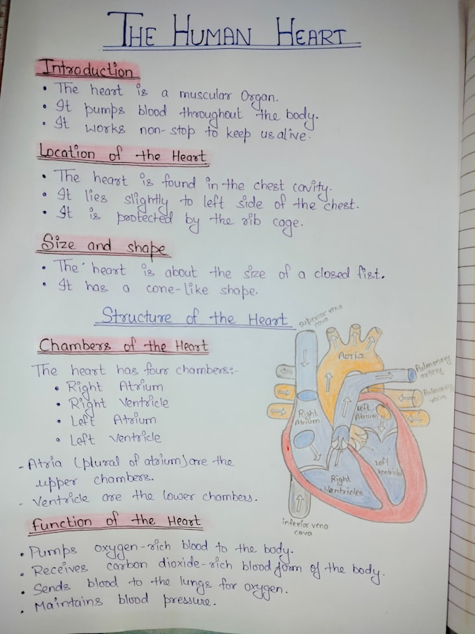 write handwritten assignments, notes and digram