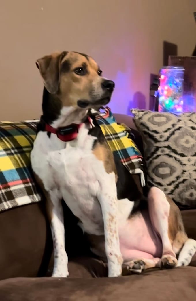 create authentic ugc pet videos for your brand