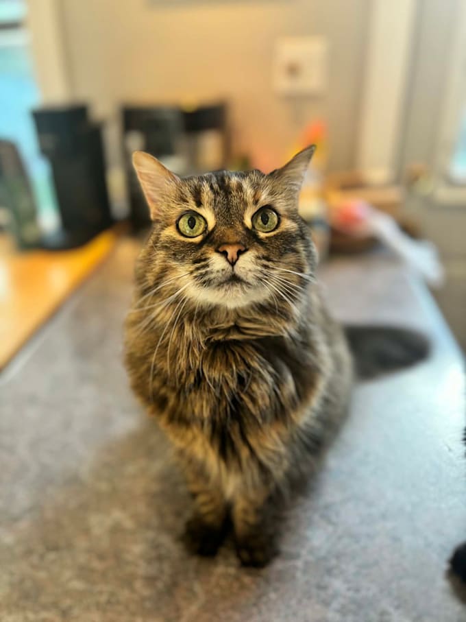 create authentic cat ugc videos for pet brands