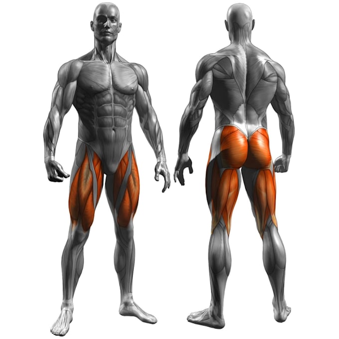 create 3d animation for your workout, anatomy animation, fitness video
