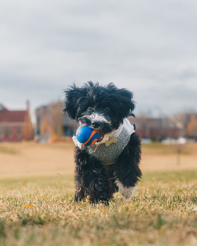create dog ugc videos