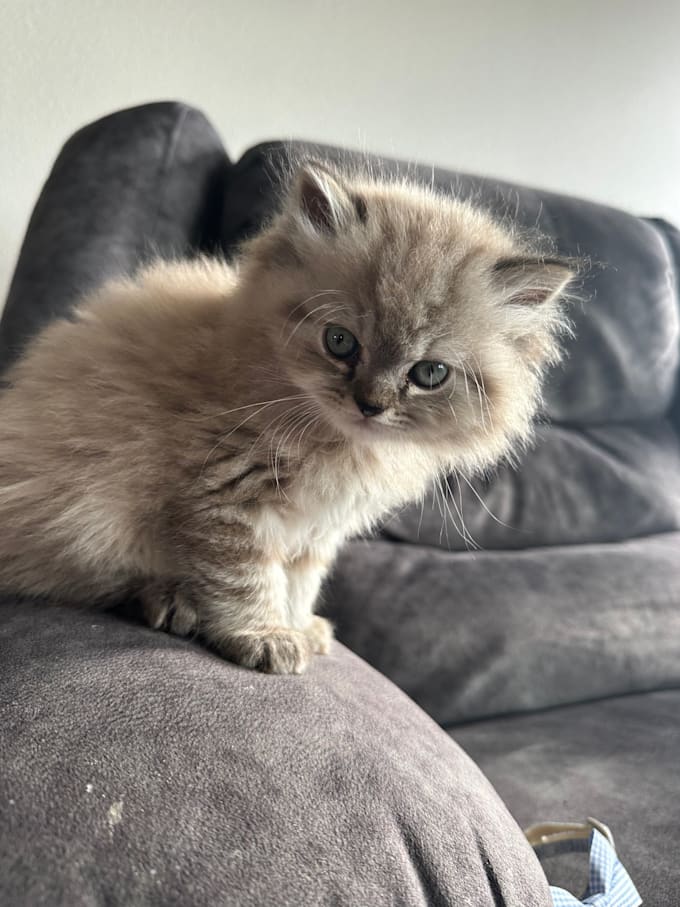 create cat ugc ads for pet brands