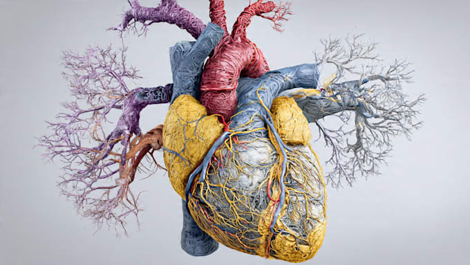 draw professional medical illustrations